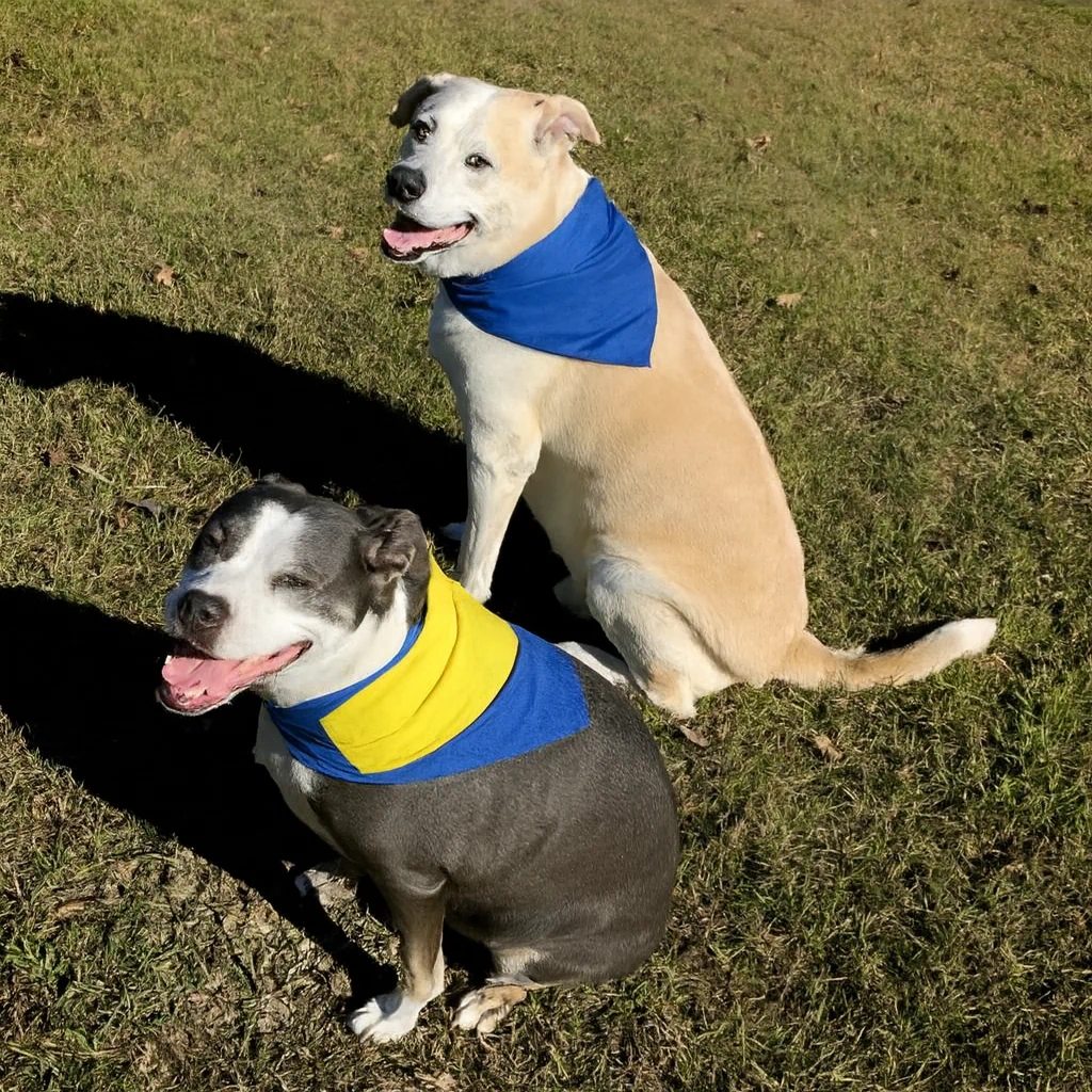 The dogs of Birdies Houselifting